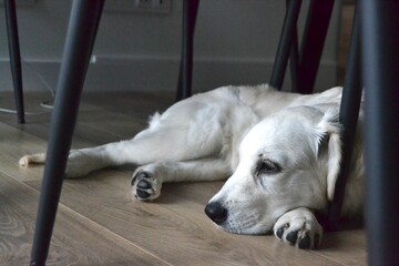 Golden retriever portrait. Puppy. Pets, companion animals. The dog, man's best friend. No to animal...
