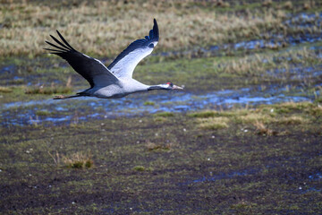 A crane glides through the air with its wings outstretched, navigating the wetlands during late afternoon light. The setting shows lush grasses and reflective water patches