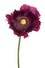 poppy flower isolated