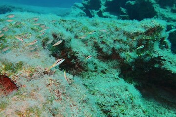 Rocky seascape, shallow sea, swimming school of small yellow fish. Underwater photography from...