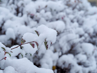 Snow-covered branches of a bush in a winter wonderland with a soft focus background