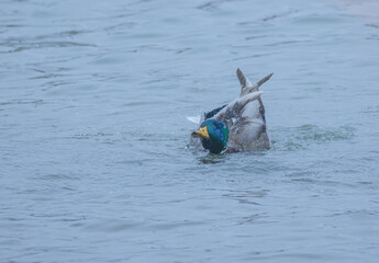 Male Mallard In The Water