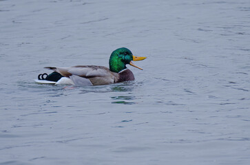 Obraz premium Male Mallard With Bill open