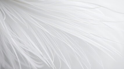 Obraz premium Soft, delicate feather texture in shades of white and grey, grey, texture