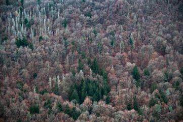 Wald von einem Berg aus.. Bäume von oben