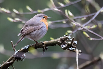 European robin