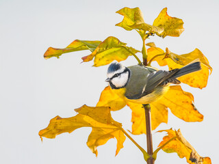 Eurasian blue tit, Cyanistes caeruleus, in Autumn