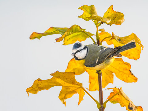 Eurasian blue tit, Cyanistes caeruleus, in Autumn