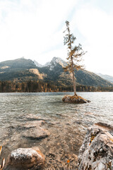 ein Baum auf einer kleinen Insel im Hintersee, Bergsee