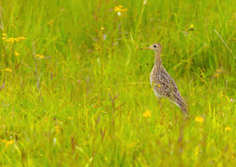 Obraz premium Upland Sandpiper In Habitat