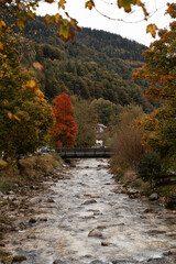 Gebirgsbach im Herbst in Ramsau in den Alpen, bunte Bl&auml;tter, Laub