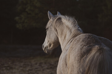 Close up on a drey horse at sunrise on a cold autumn morning