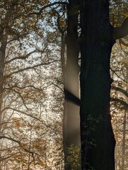Sunlight Filtering Through Autumn Trees in a Misty Forest