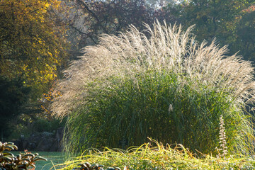 Miscanthus sinensis 'Federweißer'