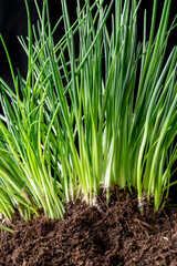 Obraz premium bunch bundle young garlic shoots hand holds green growing ground bieslook greenhouse farmer