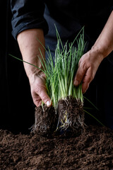 bunch bundle young garlic shoots hand holds green growing ground bieslook greenhouse farmer