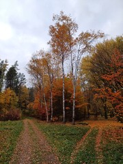 Tranquility in the autimn forest