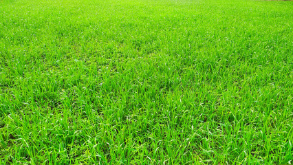 green grass field
