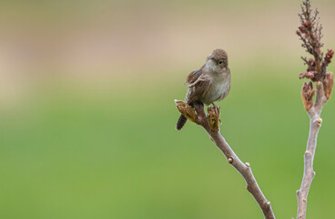 House Wren With Raised Foot
