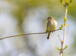 Obraz premium Least Flycatcher Perched On Branch