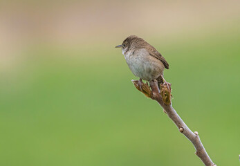 Obraz premium Bird On A Branch