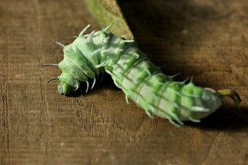 Large green caterpillar of the Cobra moth (Attacus atlas) with spiny texture