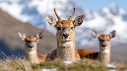  three deer standing on top of a grass covered hillside with snow-capped mountains in the background The deer are in the foreground, while the background is slightl