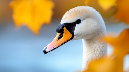  a close up of a white swan with a yellow beak against a blurred background of yellow leaves