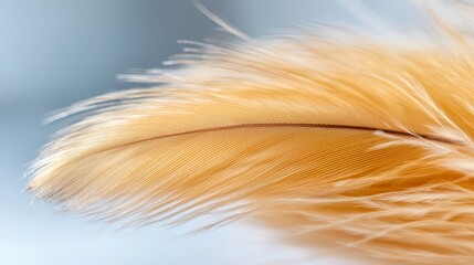 Fototapeta premium a close up of a feather on a blue background The feather is in focus, while the background is slightly blurred, giving the feather a sense of depth and focus