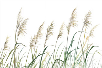 delicate green grass blades with soft feathery tips arranged naturally against a clean white background in minimalistic style
