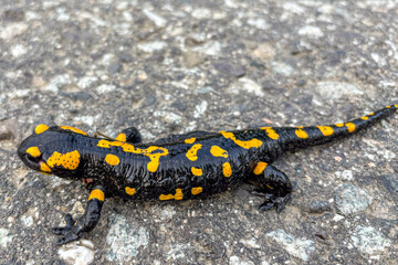 Fire salamander
