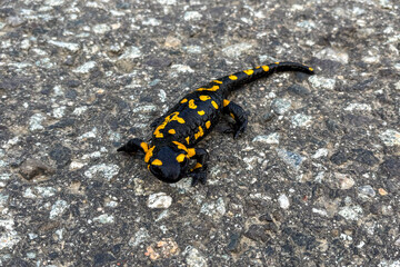 Fire salamander