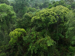 Obraz premium Humid rainforest Singapore