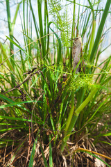 Fototapeta premium Close-up of a brown grasshopper perched on vibrant green blades of grass, surrounded by delicate vegetation, highlighting the beauty of natural wildlife in its habitat