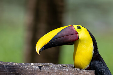 Yellow Throated Tucan, bird, wild lebende tiere, tier, natur, wild, schnabel, baum, ast, feather, Costa Rica, tukan, exotisch, dschungel, regenwald, black, costa © Jens