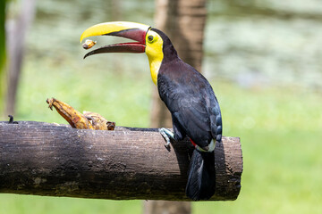 Yellow Throated Tucan, bird, wild lebende tiere, tier, natur, wild, schnabel, baum, ast, feather, Costa Rica, tukan, exotisch, dschungel, regenwald, black, costa © Jens