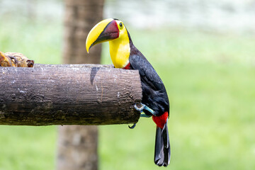 Yellow Throated Tucan, bird, wild lebende tiere, tier, natur, wild, schnabel, baum, ast, feather, Costa Rica, tukan, exotisch, dschungel, regenwald, black, costa © Jens