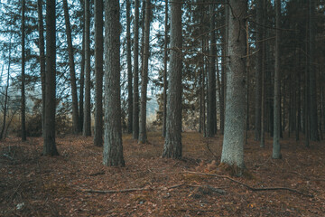 A beautiful natural forest in the Knyszyńska Forest
