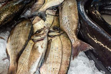 Freshly caught sea bream fish for sale in a market, Sparus aurata. Indulge in culinary excellence...
