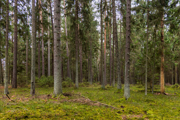A beautiful natural forest in the Knyszyńska Forest
