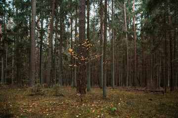 A beautiful natural forest in the Knyszyńska Forest
