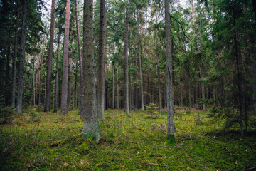 A beautiful natural forest in the Knyszyńska Forest
