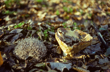 Hérisson, Erinaceus europaeus © JAG IMAGES