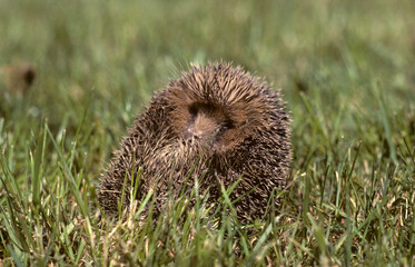 Hérisson, Erinaceus europaeus © JAG IMAGES