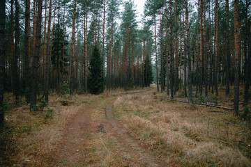 Fototapeta premium A beautiful natural forest in the Knyszyńska Forest 