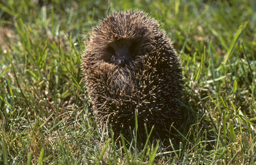Hérisson, Erinaceus europaeus © JAG IMAGES