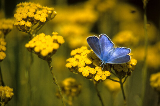Papillon, le sable turquoise ,, Polyommatus iphigenia