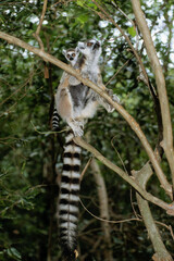 Fototapeta premium Lémurien catta, Lemur catta, Madagascar
