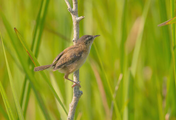 A Perched Marsh Wren