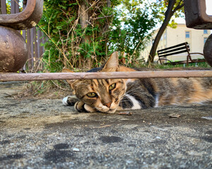 A cat lies comfortably on the ground under a metal fence, its eyes intently fixed on the camera.